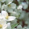 Malus 'Silver Moon', flowers