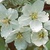 Malus 'Silver Moon', flowers