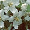 Malus 'Silver Moon', flowers