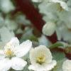 Malus 'Silver Moon', flowers
