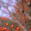 Malus 'Snowdrift', fruit
