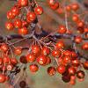 Malus 'Snowdrift', fruit