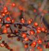 Malus 'Snowdrift', fruit