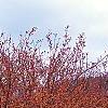 Malus 'Satin Cloud', habit