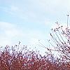 Malus 'Satin Cloud', habit