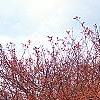 Malus 'Satin Cloud', habit