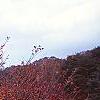 Malus 'Satin Cloud', habit