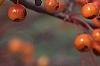 Malus 'Satin Cloud', fruit