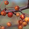Malus 'Satin Cloud', fruit