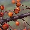 Malus 'Satin Cloud', fruit