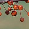 Malus 'Satin Cloud', fruit