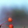Malus 'Satin Cloud', fruit