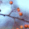 Malus 'Satin Cloud', fruit