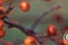 Malus 'Satin Cloud', fruit