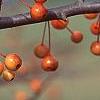 Malus 'Satin Cloud', fruit