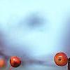 Malus 'Satin Cloud', fruit
