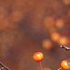 Malus 'Satin Cloud', fruit
