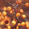 Malus 'Satin Cloud', fruit