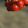 Malus 'White Angel', fruit