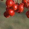 Malus 'White Angel', fruit