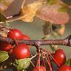 Malus 'White Angel', fruit