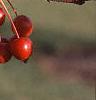 Malus 'White Angel', fruit