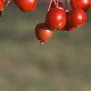 Malus 'White Angel', fruit