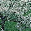 Malus 'White Cascade', habit