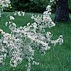 Malus 'White Cascade', habit