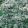 Malus 'White Cascade', habit
