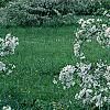 Malus 'White Cascade', habit