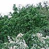 Malus 'White Cascade', habit