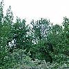 Malus 'White Cascade', habit