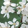 Malus 'White Cascade', flowers