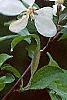 Malus 'White Cascade', flowers