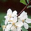 Malus 'White Cascade', flowers