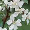 Malus 'White Cascade', flowers