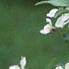 Malus 'White Cascade', flowers