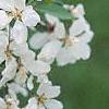 Malus 'White Cascade', flowers