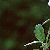 Malus 'White Cascade', flowers