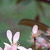 Malus 'Weepocanzum', flowers