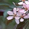 Malus 'Weepocanzum', flowers