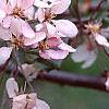Malus 'Weepocanzum', flowers