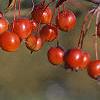 Malus 'Weepocanzum', fruit