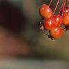 Malus 'Weepocanzum', fruit