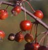 Malus 'Weepocanzum', fruit
