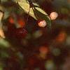 Malus zumi var. calocarpa, fruit