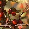 Malus zumi var. calocarpa, fruit