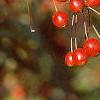 Malus zumi var. calocarpa, fruit