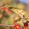 Malus zumi var. calocarpa, fruit